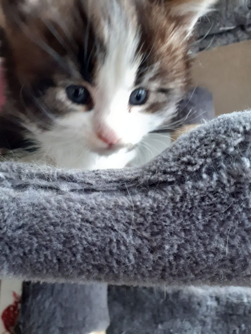 ❤Zuckersüßes kleines XXL Maine Coon Mädchen ❤