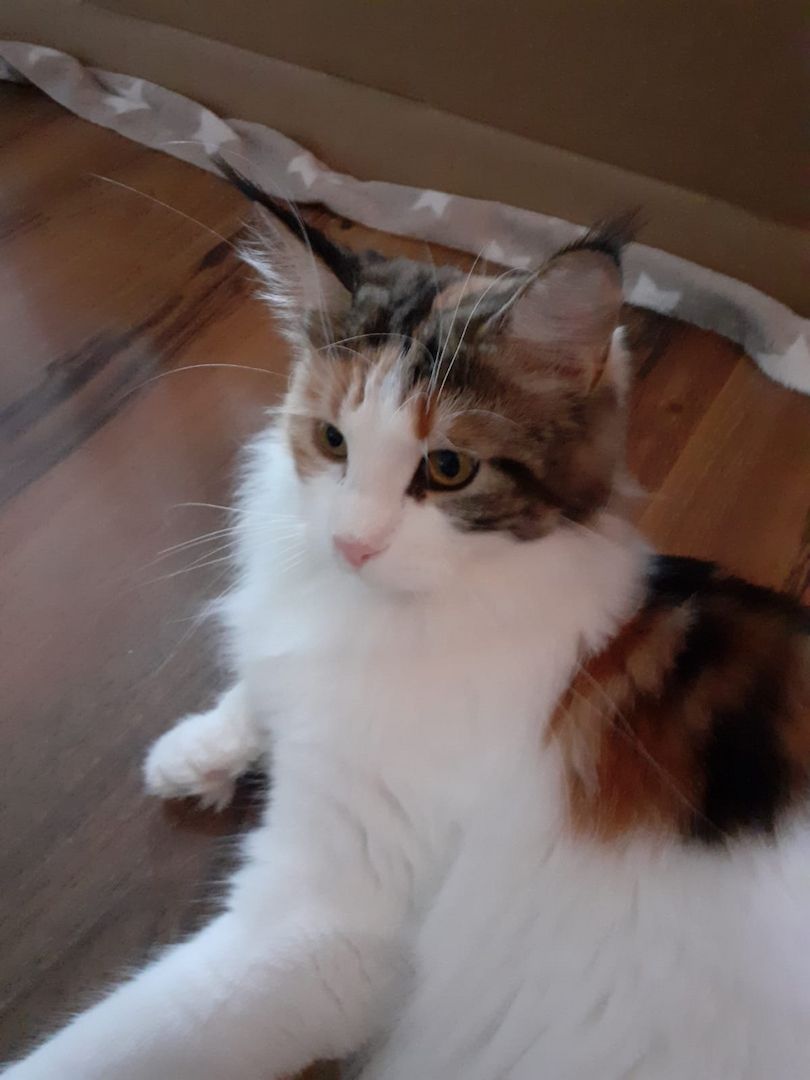 ❤Zuckersüßes kleines XXL Maine Coon Mädchen ❤