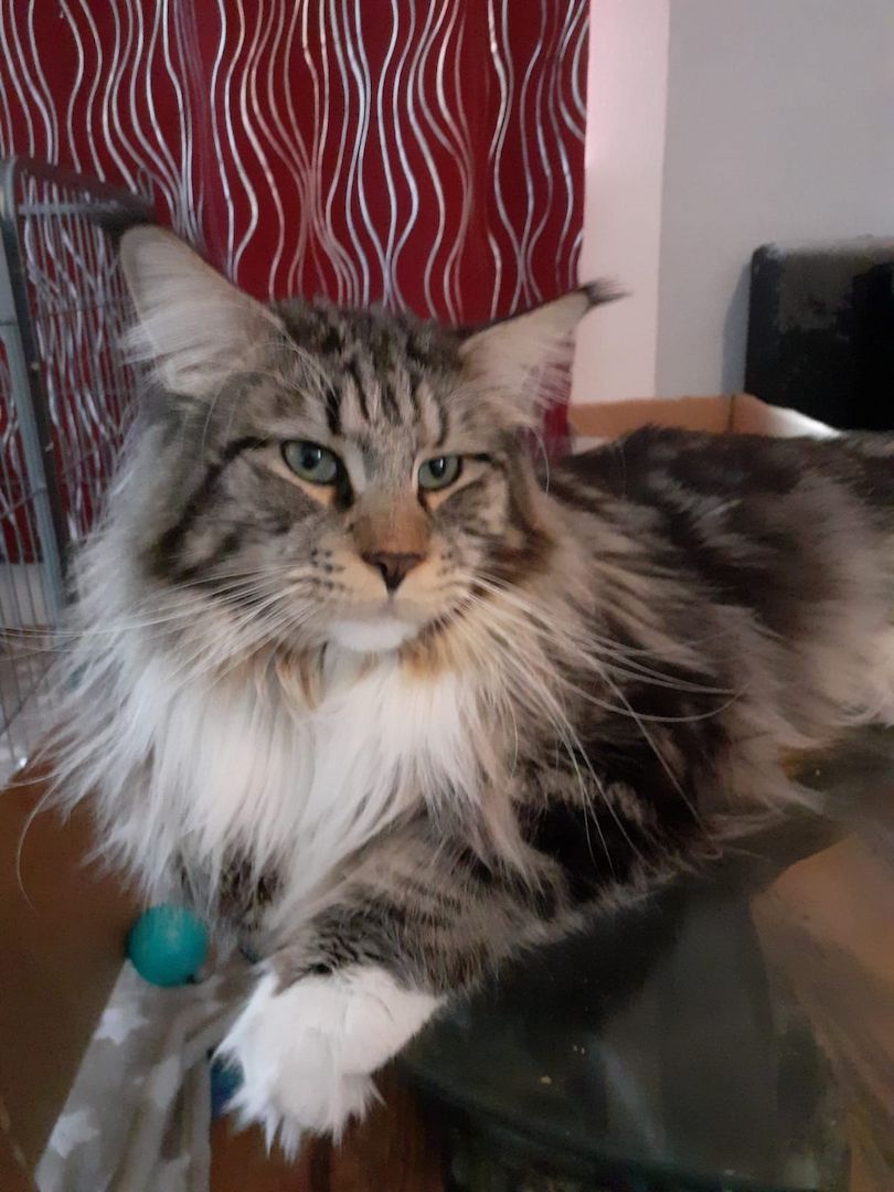 ❤Zuckersüßes kleines XXL Maine Coon Mädchen ❤