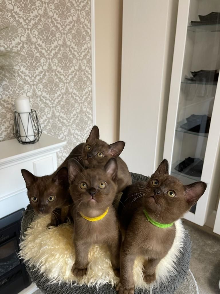 Burma Kitten