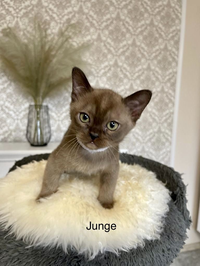 Burma Kitten