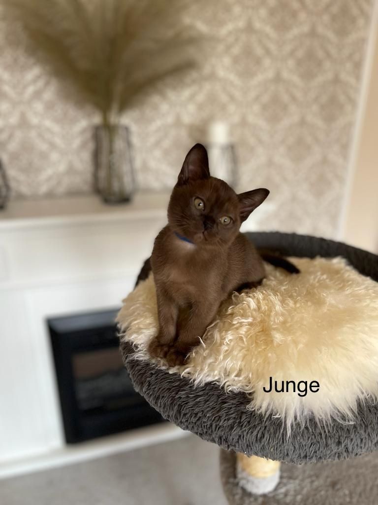 Burma Kitten