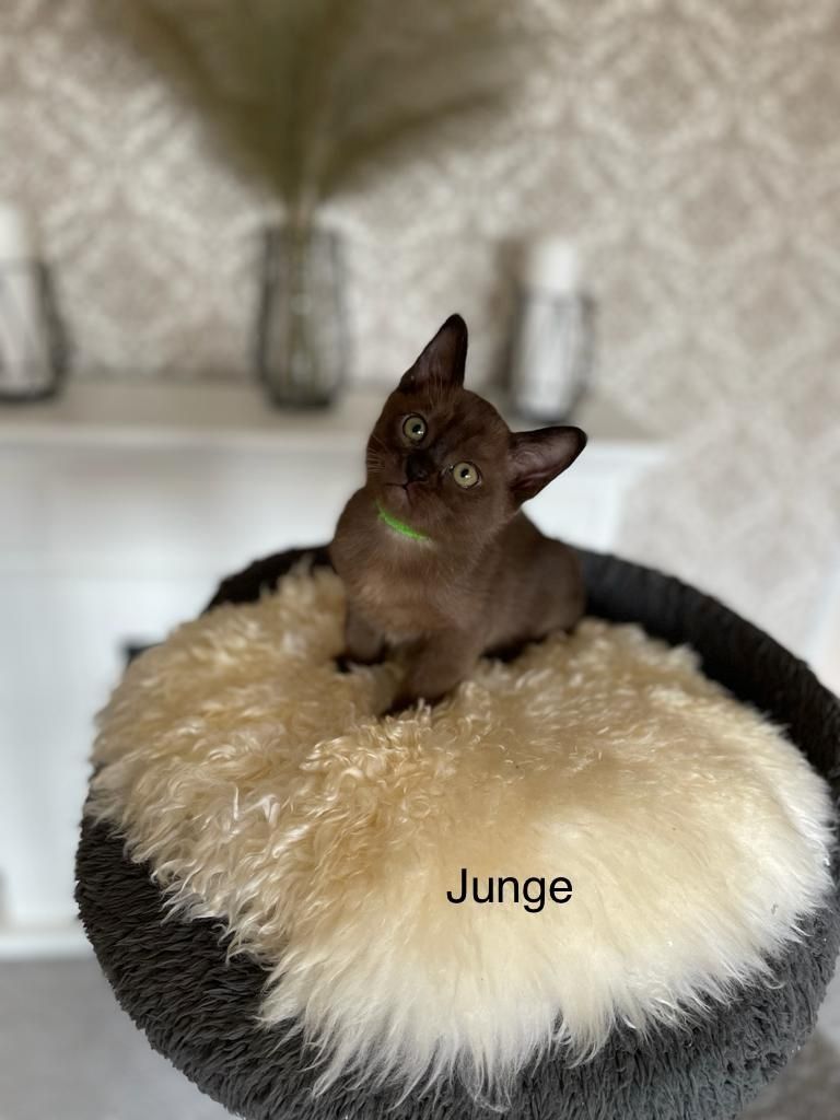 Burma Kitten