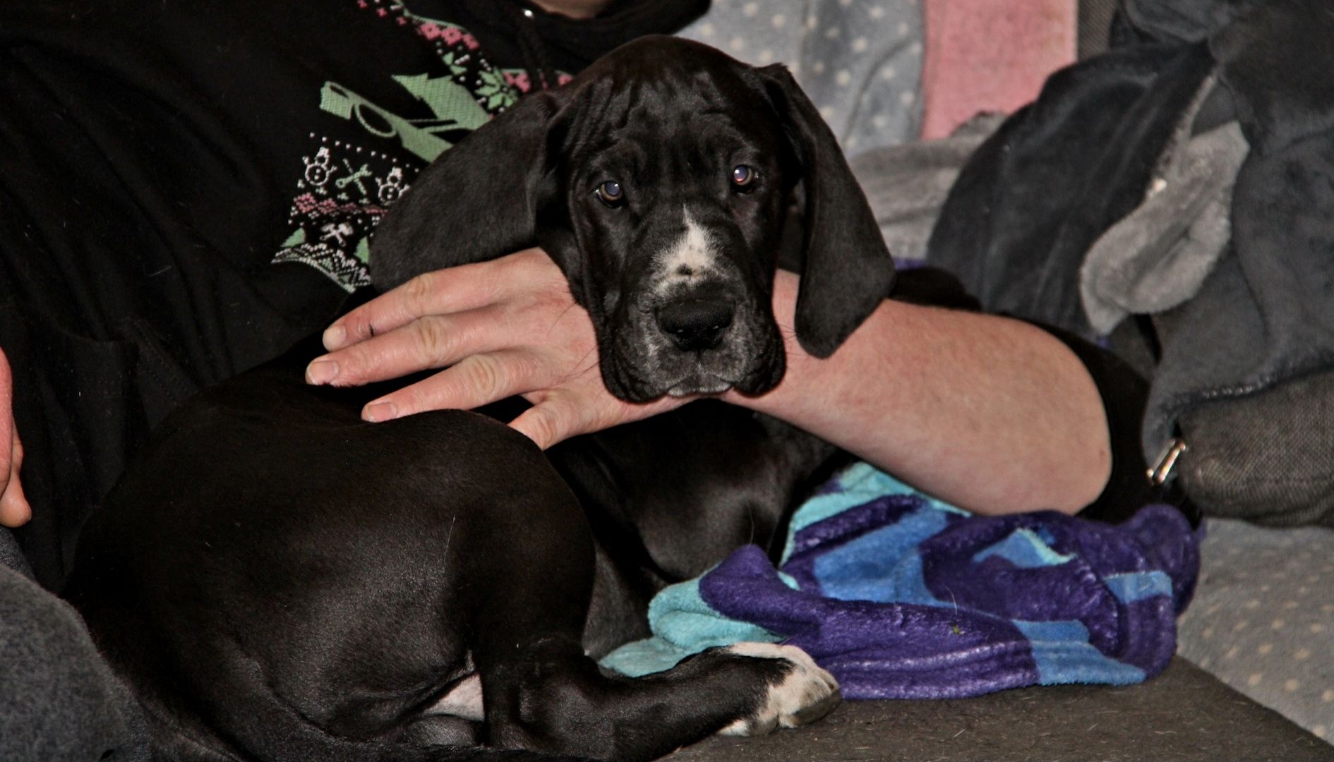 Deutsche Doggen Welpen mit VDH Ahnentafel Deutsche Doggen Welpen mit VDH Ahnentafel