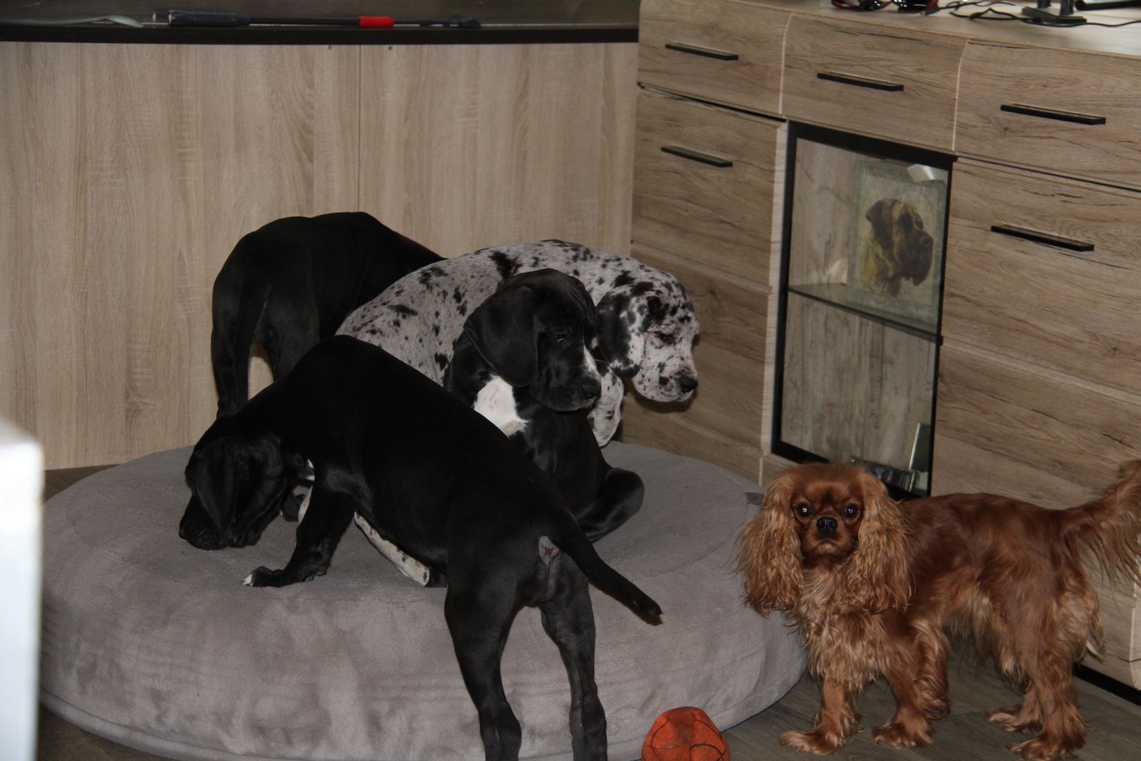 Deutsche Doggen Welpen mit VDH Ahnentafel Deutsche Doggen Welpen mit VDH Ahnentafel