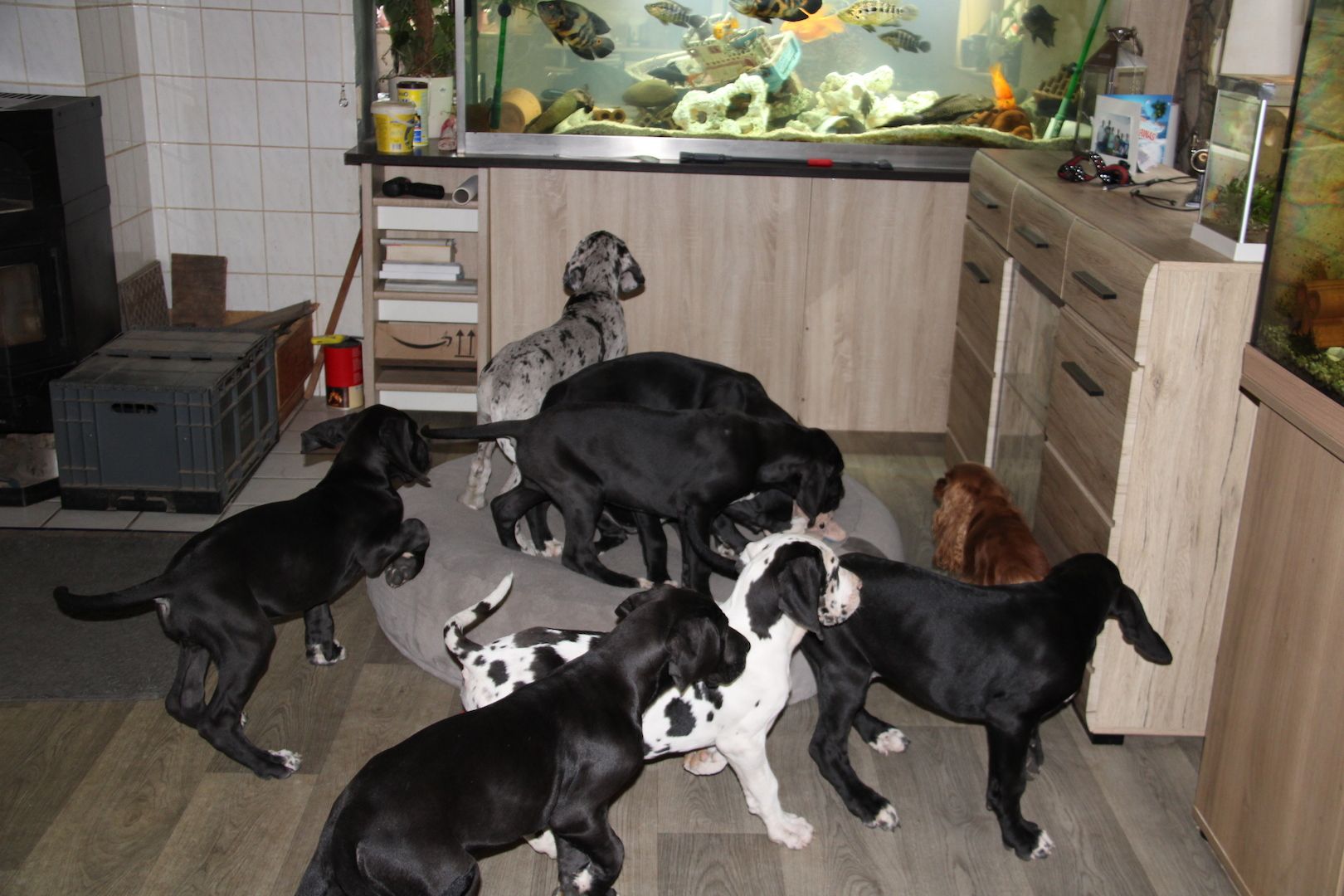 Deutsche Doggen Welpen mit VDH Ahnentafel Deutsche Doggen Welpen mit VDH Ahnentafel