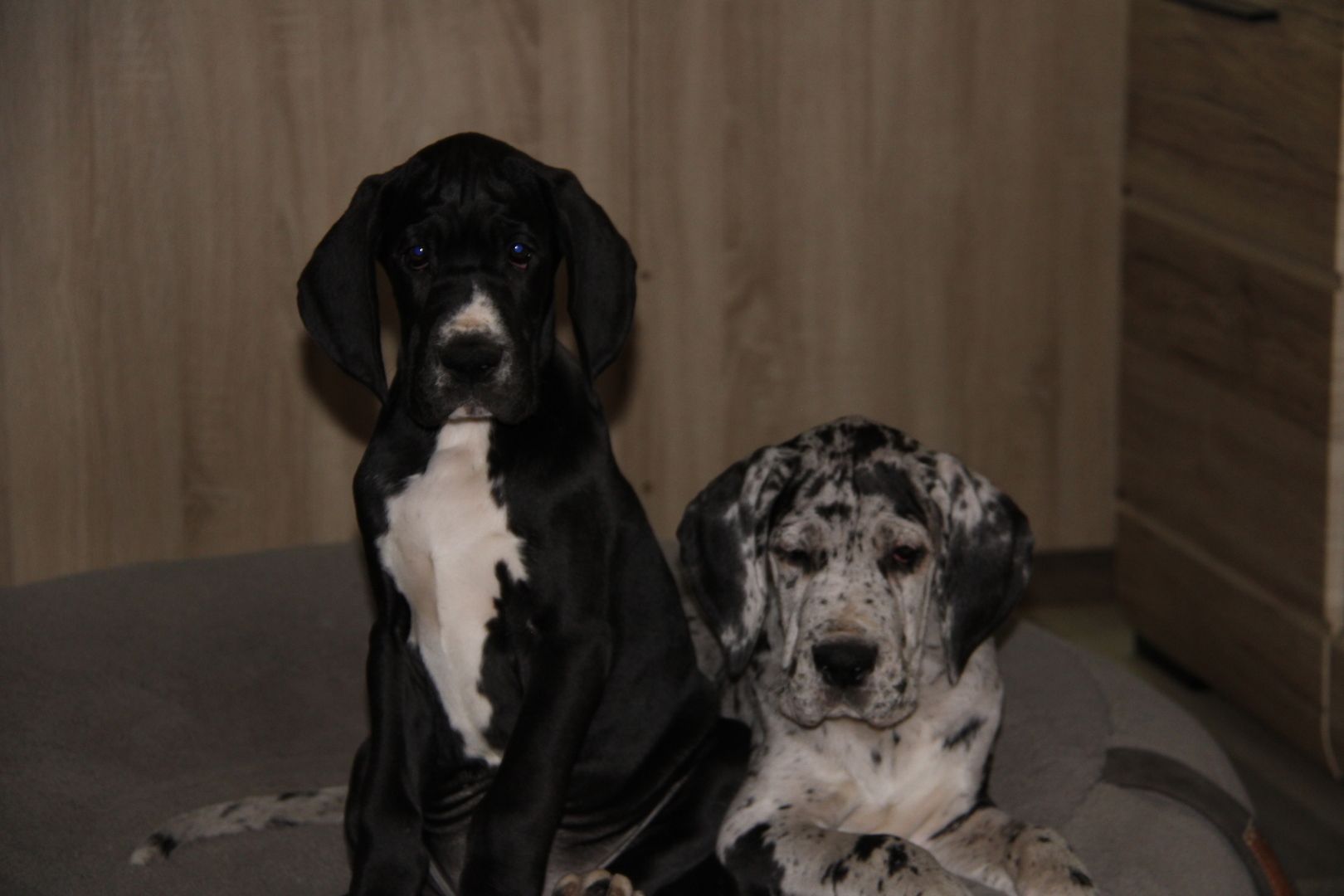 Deutsche Doggen Welpen mit VDH Ahnentafel Deutsche Doggen Welpen mit VDH Ahnentafel