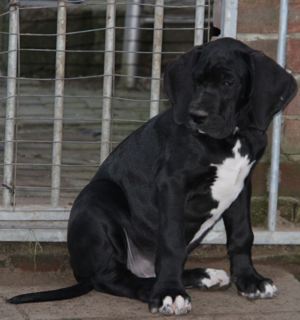 Deutsche Doggen Welpen mit VDH Ahnentafel Deutsche Doggen Welpen mit VDH Ahnentafel