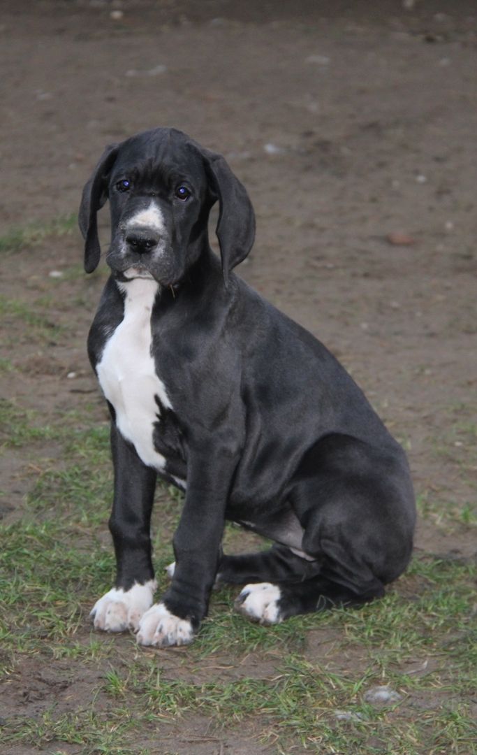 Deutsche Doggen Welpen mit VDH Ahnentafel Deutsche Doggen Welpen mit VDH Ahnentafel
