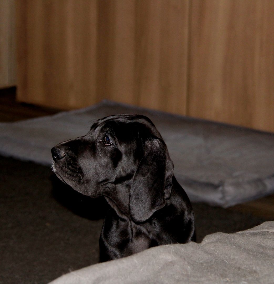Deutsche Doggen Welpen mit VDH Ahnentafel Deutsche Doggen Welpen mit VDH Ahnentafel