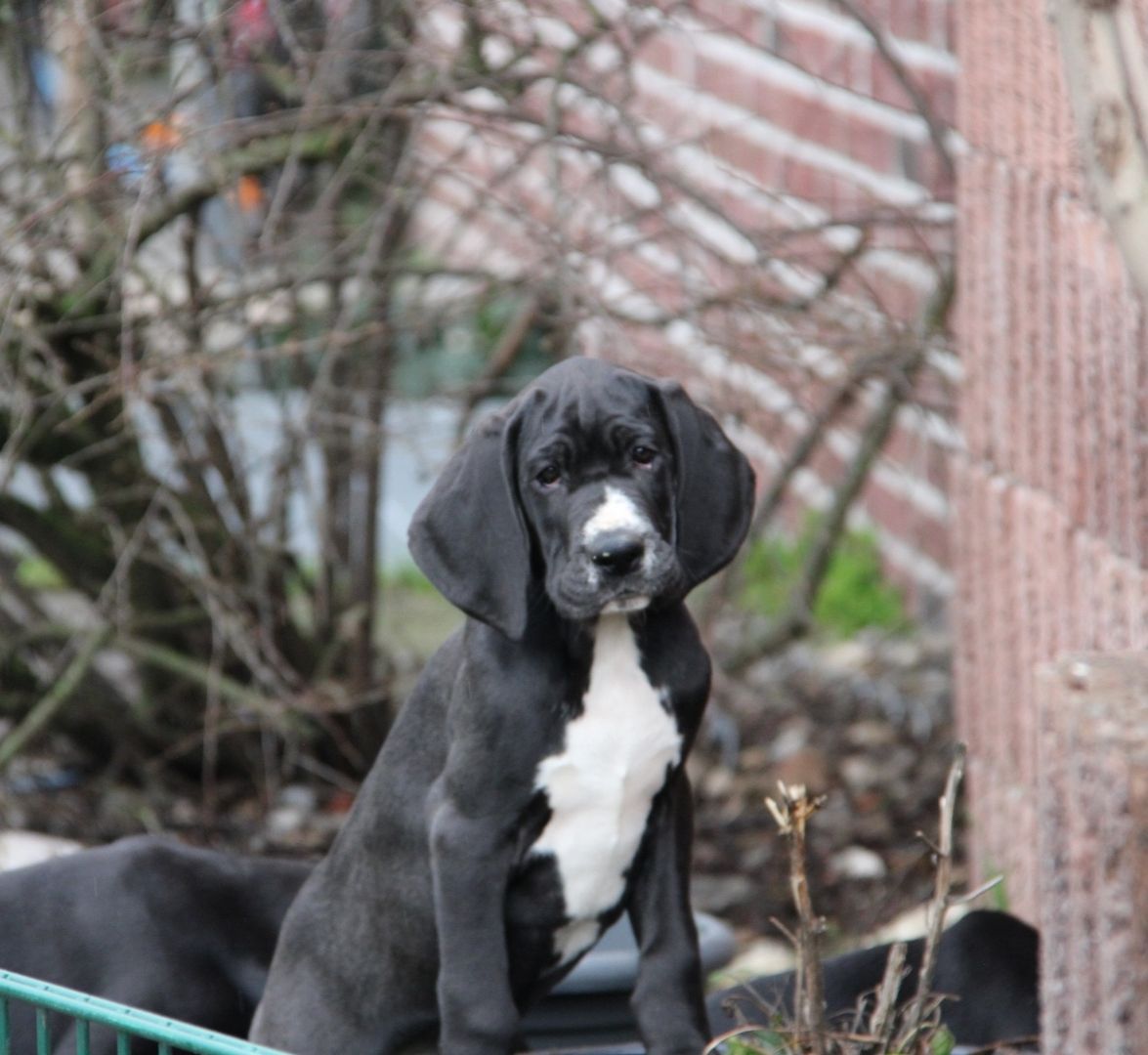 Deutsche Doggen Welpen mit VDH Ahnentafel Deutsche Doggen Welpen mit VDH Ahnentafel