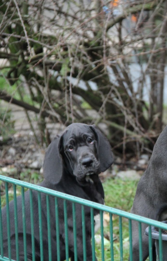 Deutsche Doggen Welpen mit VDH Ahnentafel Deutsche Doggen Welpen mit VDH Ahnentafel