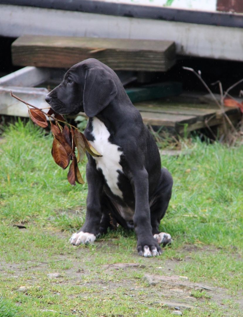 Deutsche Doggen Welpen mit VDH Ahnentafel Deutsche Doggen Welpen mit VDH Ahnentafel