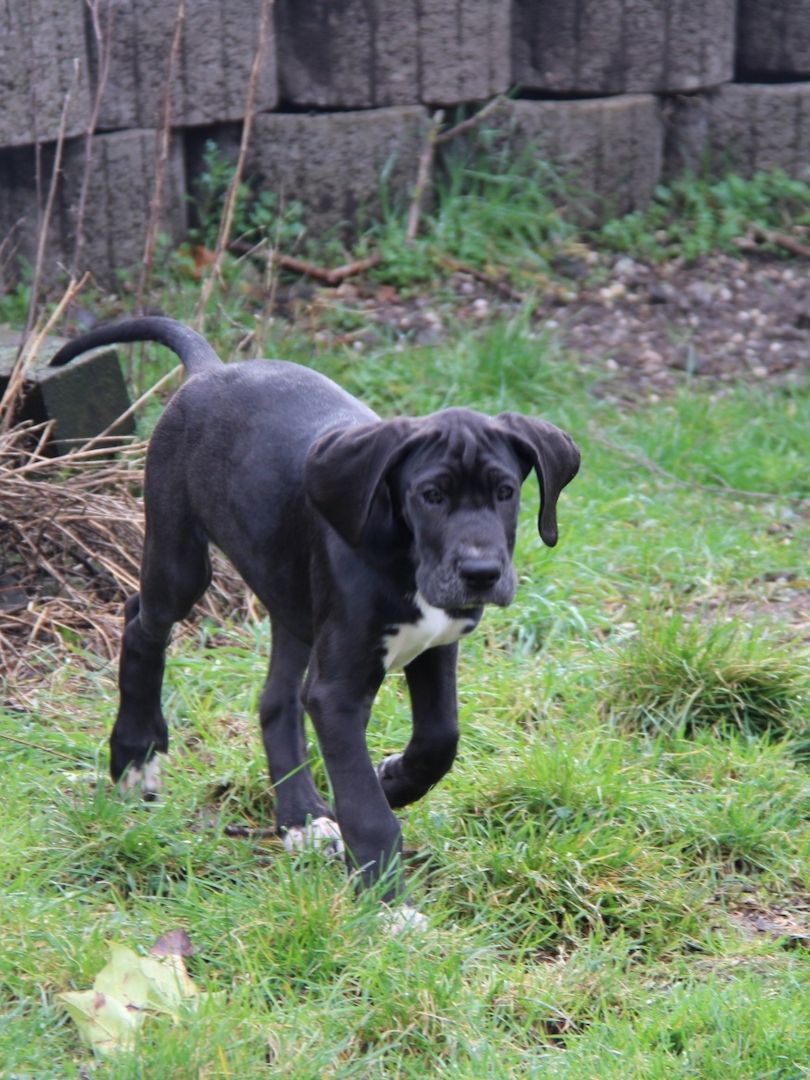 Deutsche Doggen Welpen mit VDH Ahnentafel Deutsche Doggen Welpen mit VDH Ahnentafel