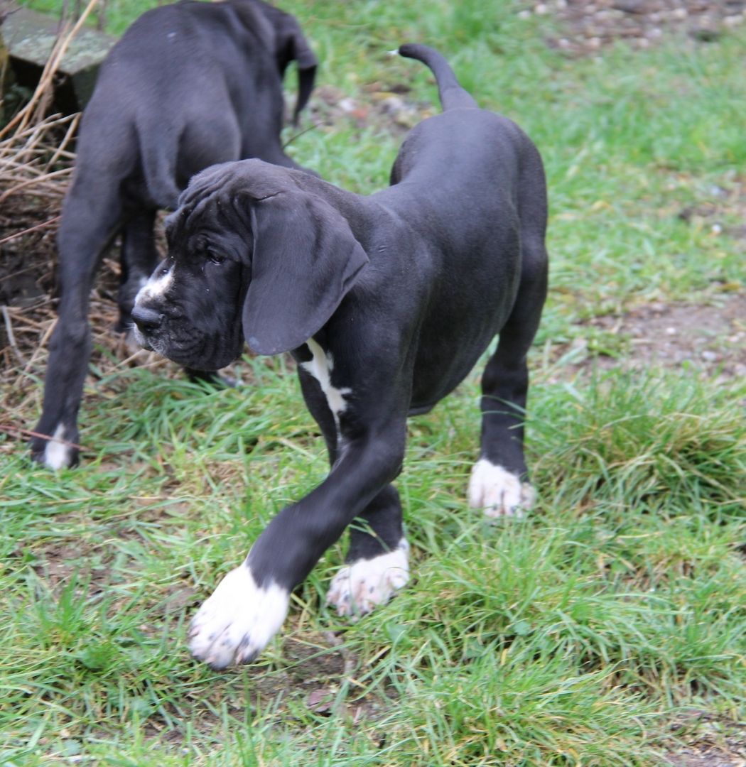 Deutsche Doggen Welpen mit VDH Ahnentafel Deutsche Doggen Welpen mit VDH Ahnentafel