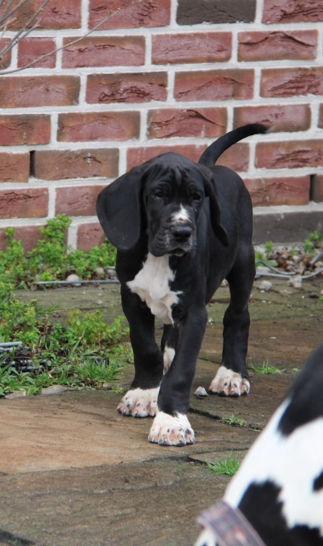 Deutsche Doggen Welpen mit VDH Ahnentafel Deutsche Doggen Welpen mit VDH Ahnentafel