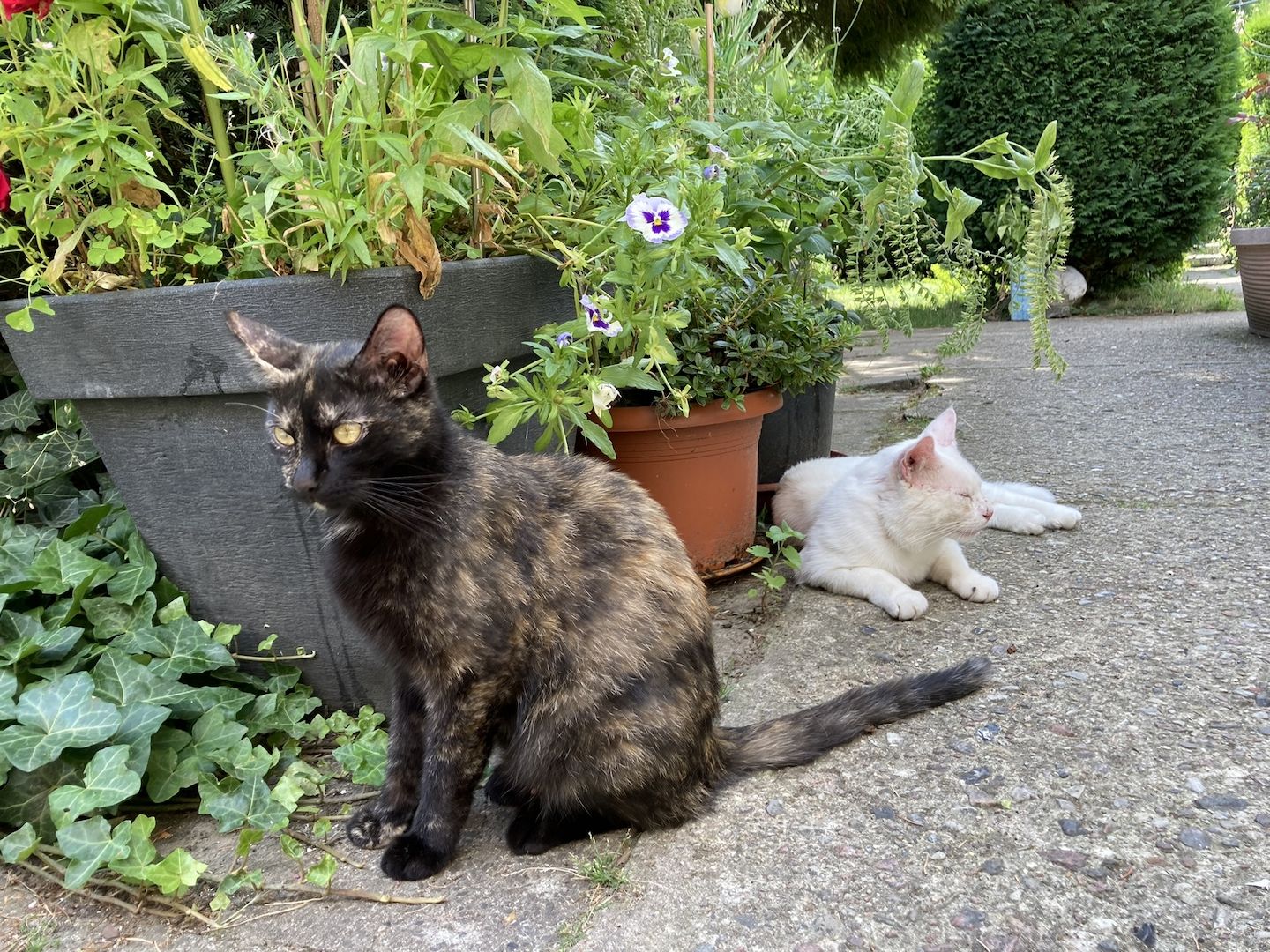 Cassy -die Glückskatze- BKH-Mix