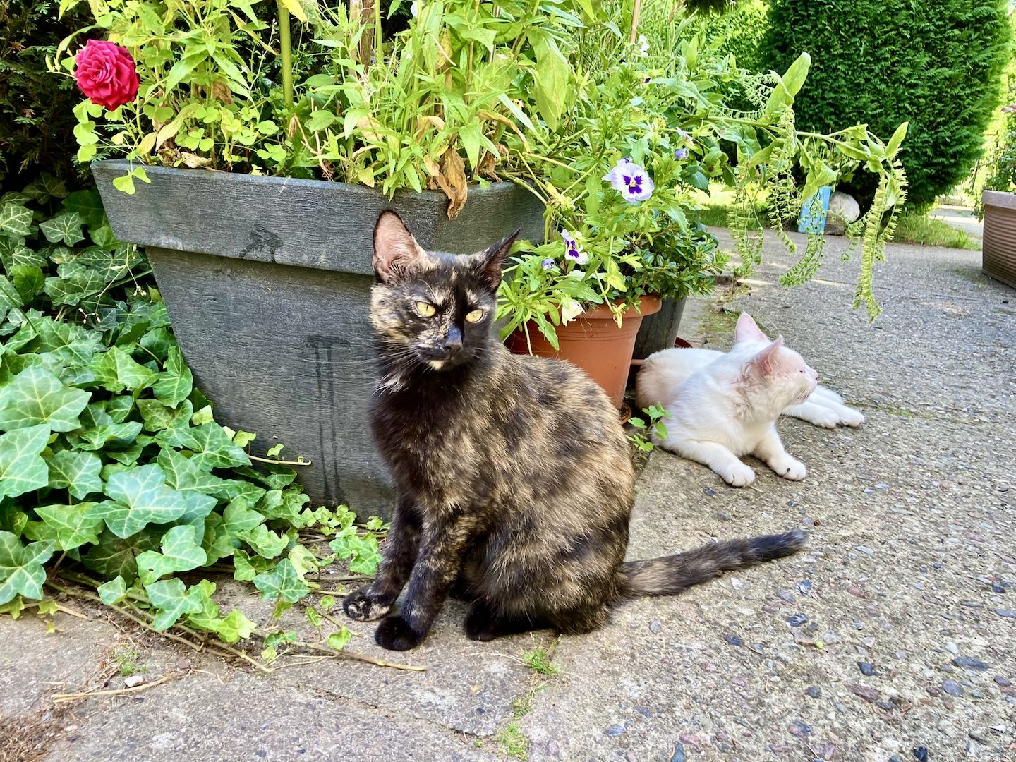 Cassy -die Glückskatze- BKH-Mix