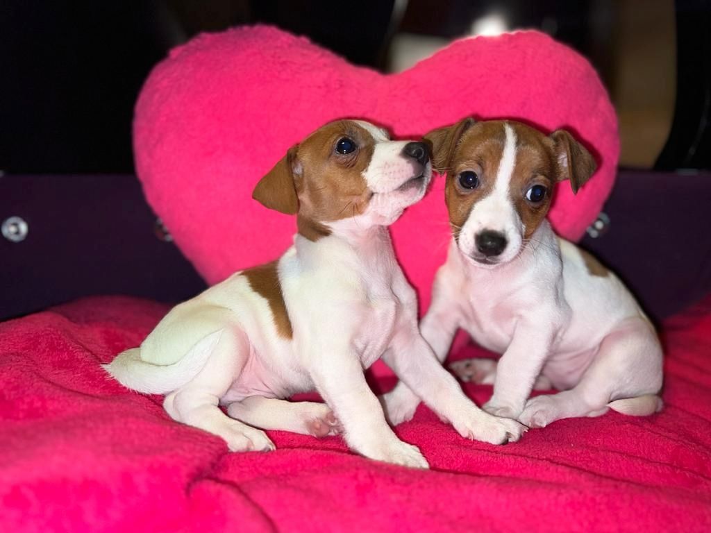 Jack Russell Welpen  Jack Russell Welpen