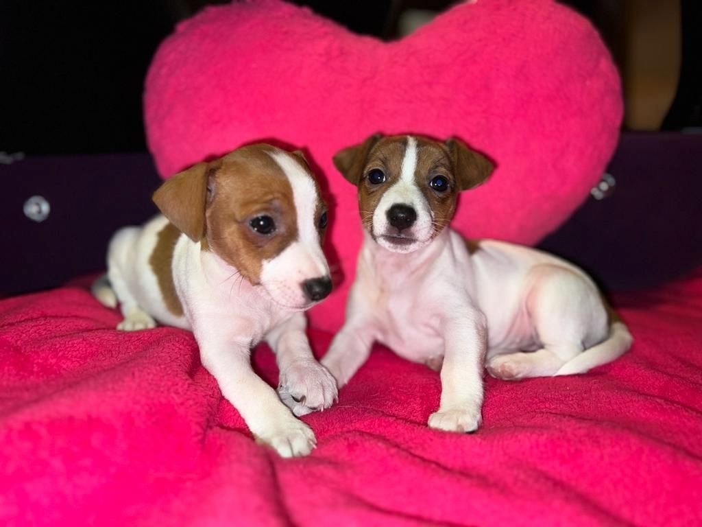 Jack Russell Welpen  Jack Russell Welpen