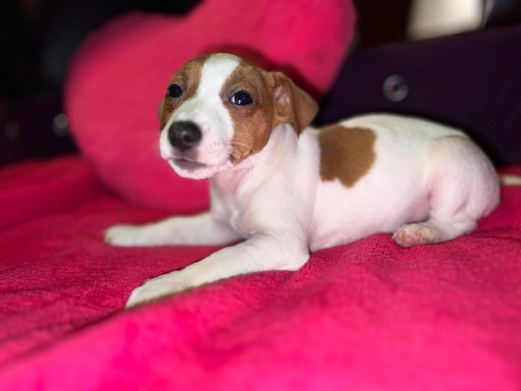 Jack Russell Welpen  Jack Russell Welpen
