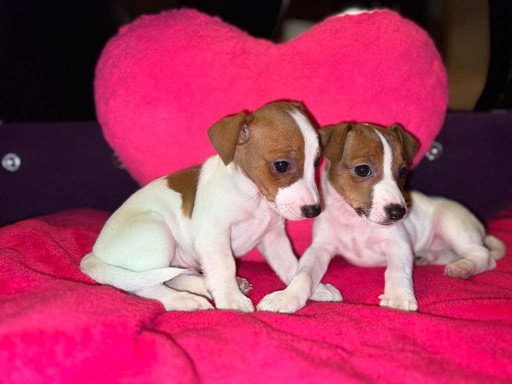 Jack Russell Welpen  Jack Russell Welpen