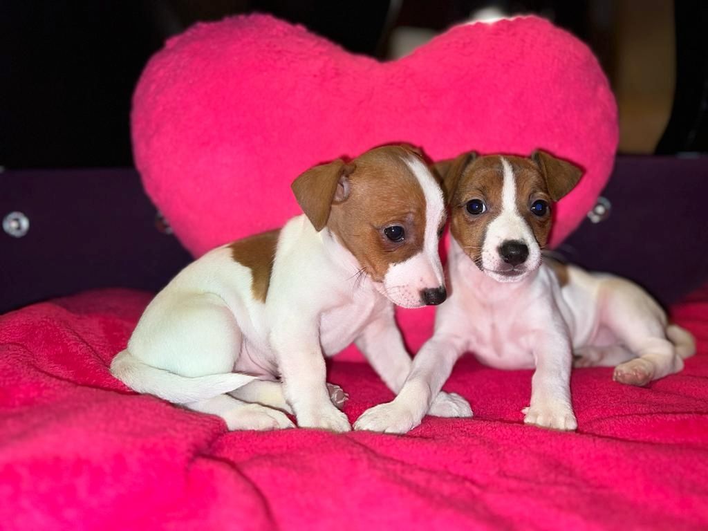 Jack Russell Welpen  Jack Russell Welpen