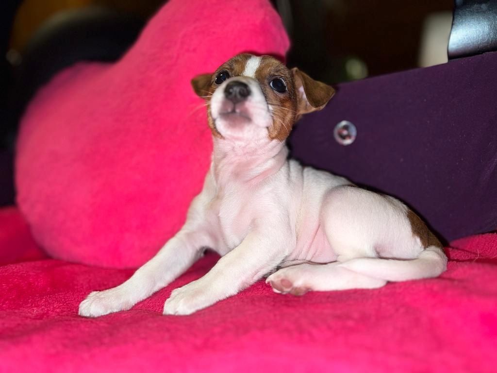 Jack Russell Welpen  Jack Russell Welpen