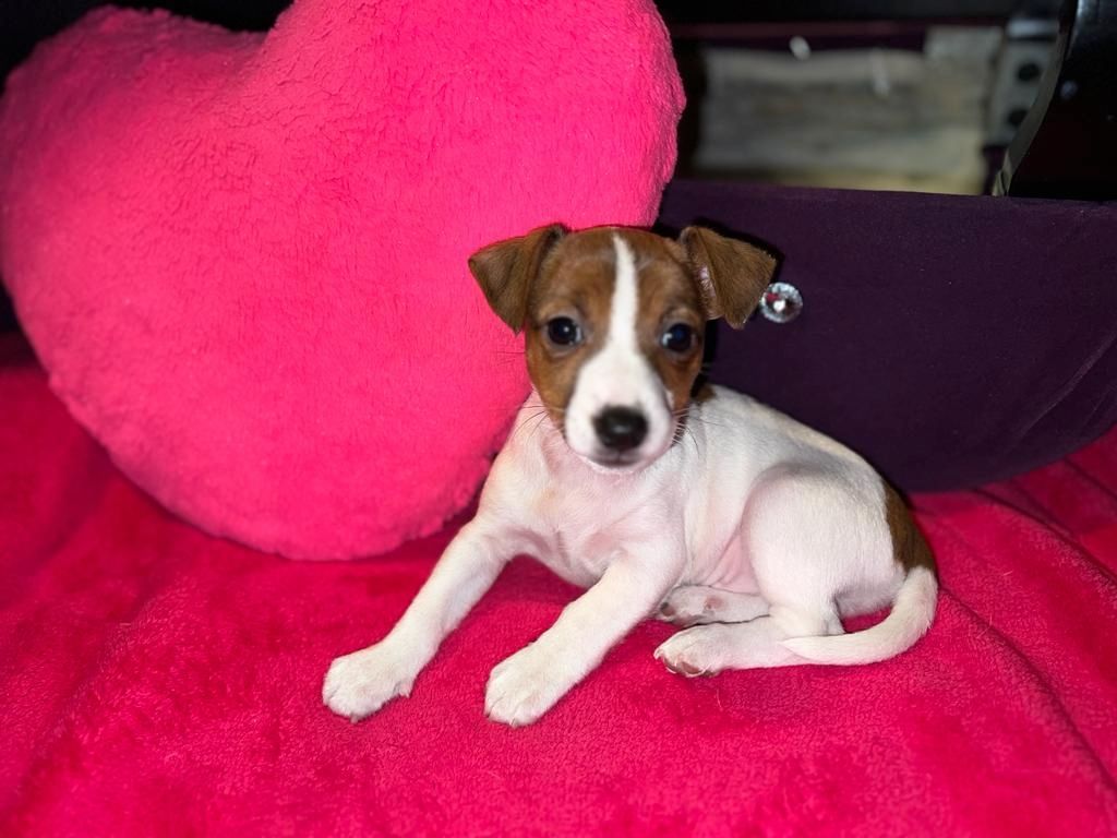Jack Russell Welpen  Jack Russell Welpen