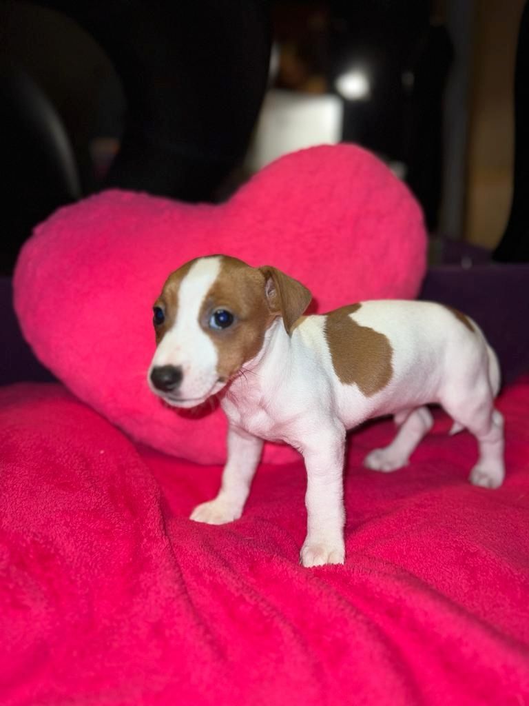 Jack Russell Welpen  Jack Russell Welpen