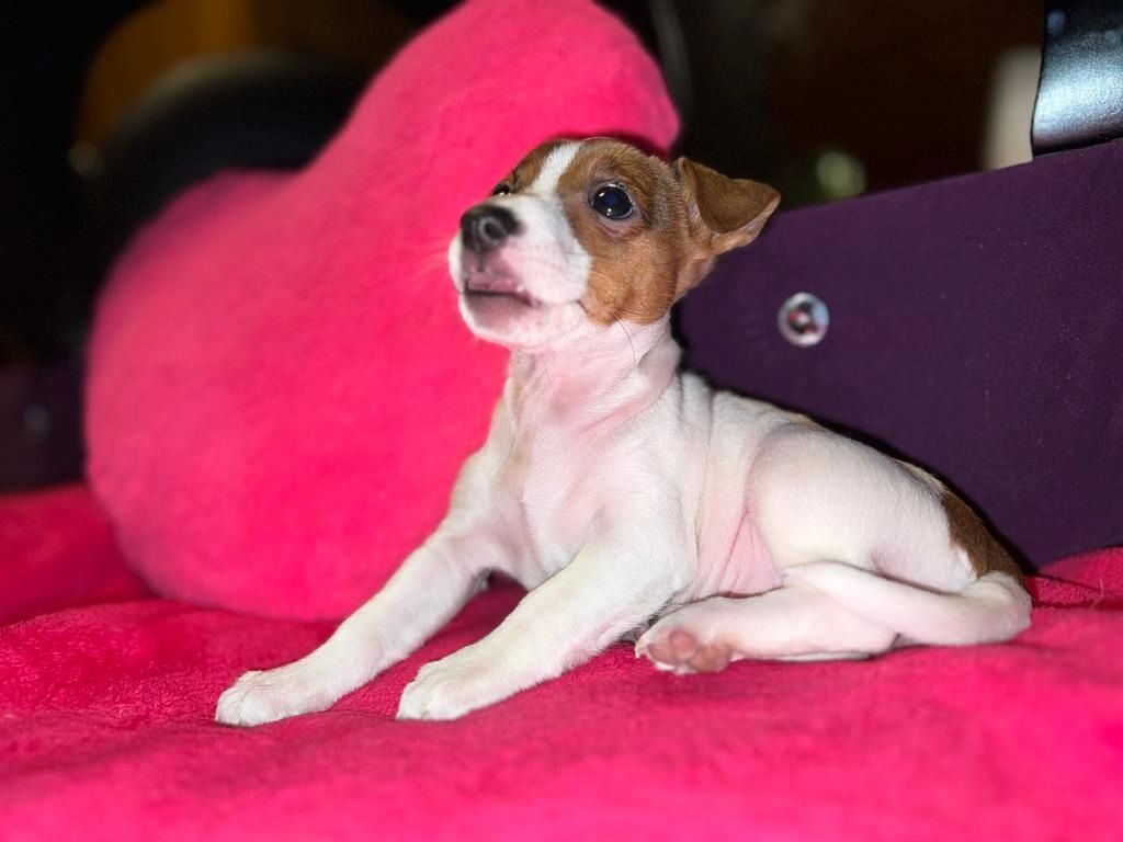 Jack Russell Welpen  Jack Russell Welpen
