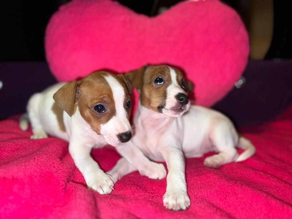 Jack Russell Welpen  Jack Russell Welpen