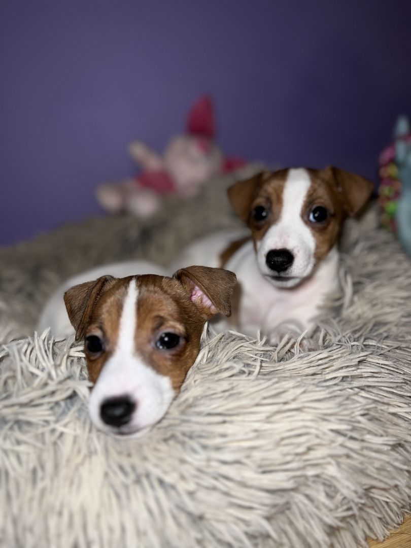 Jackie Russel Welpen Jackie Russel Welpen