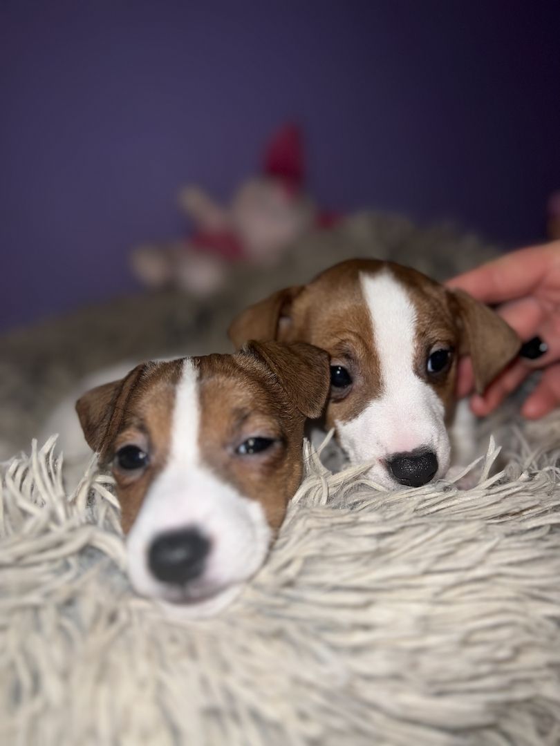 Jackie Russel Welpen Jackie Russel Welpen