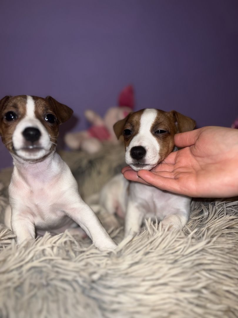 Jackie Russel Welpen Jackie Russel Welpen