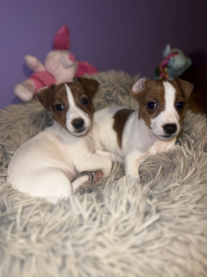 Jackie Russel Welpen Jackie Russel Welpen