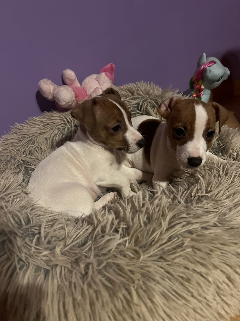 Jackie Russel Welpen Jackie Russel Welpen