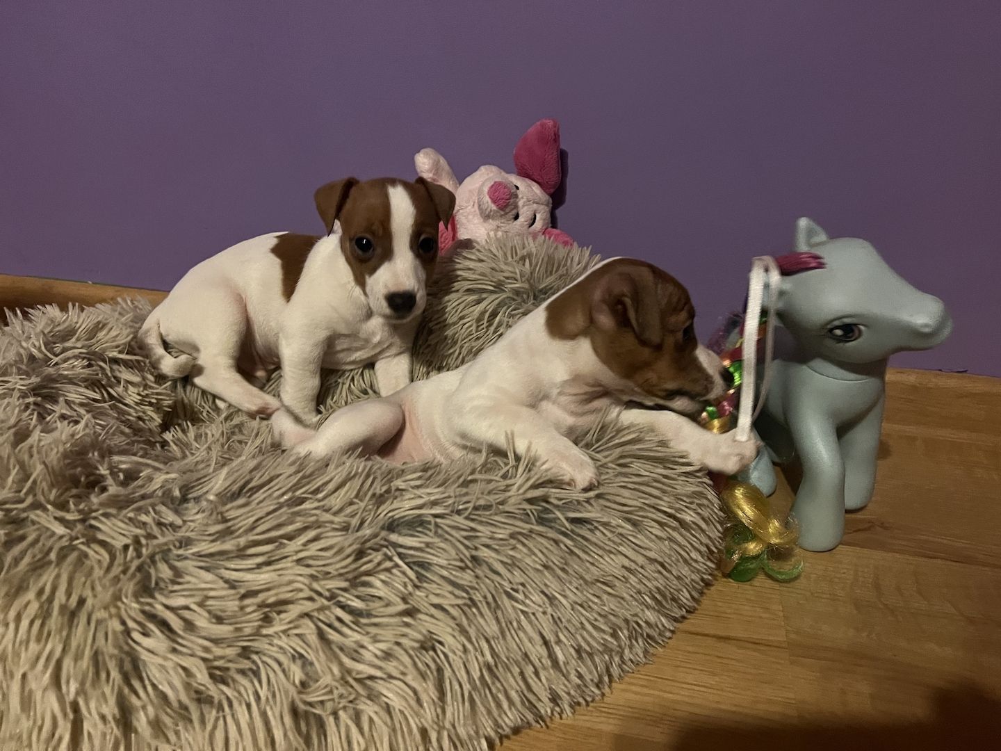 Jackie Russel Welpen Jackie Russel Welpen