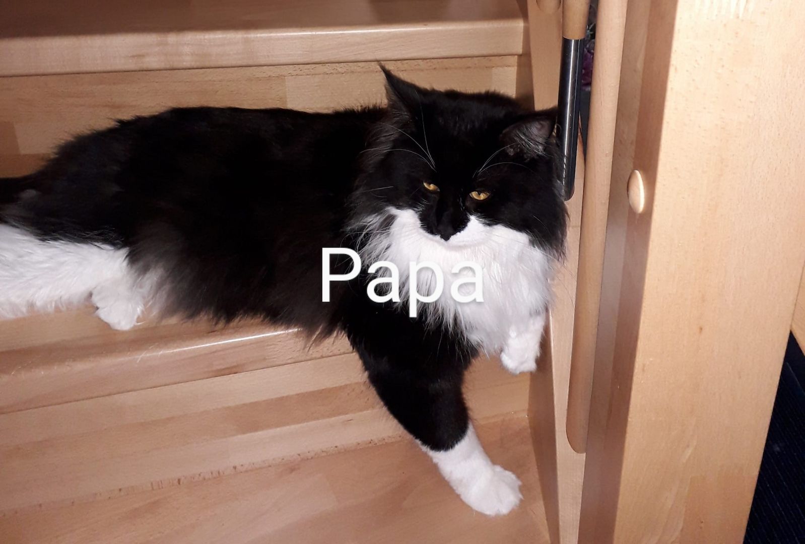 MaineCoon Kitten zu verkaufen