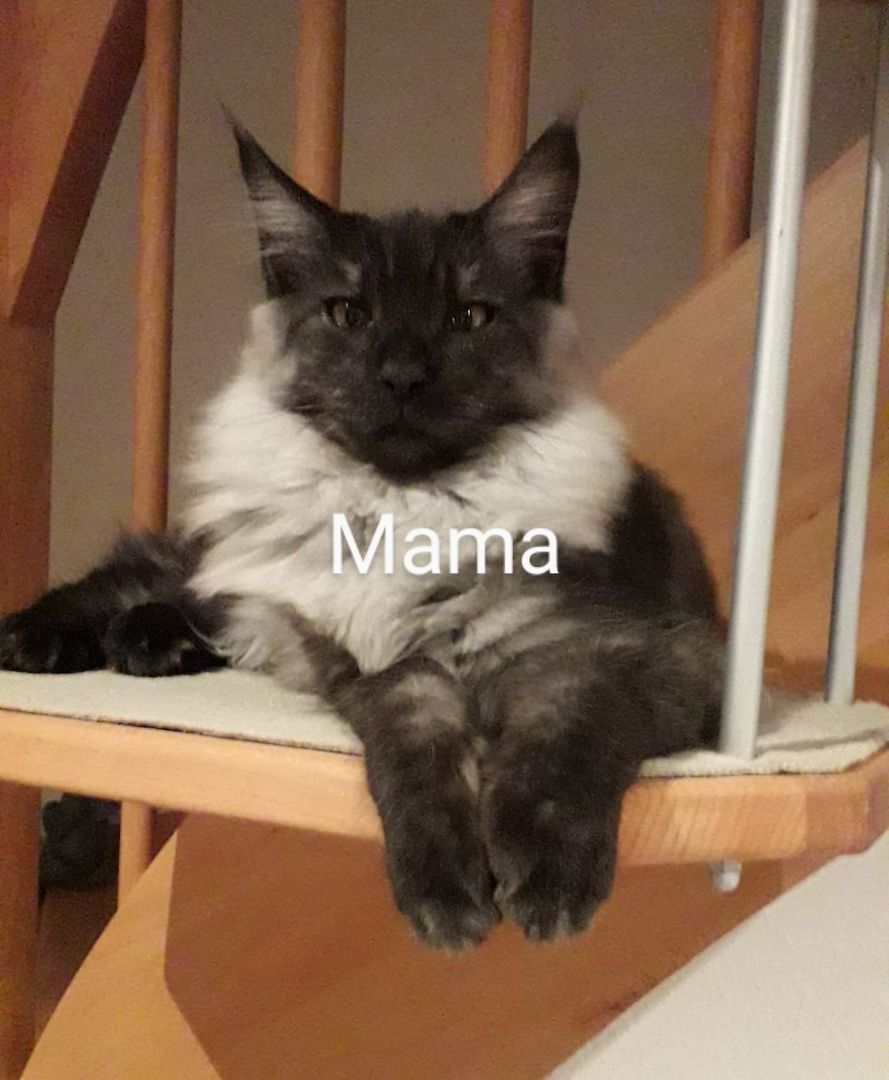 MaineCoon Kitten zu verkaufen