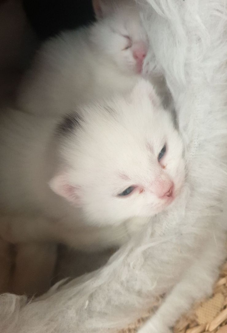 Britisch kurzhaar kitten