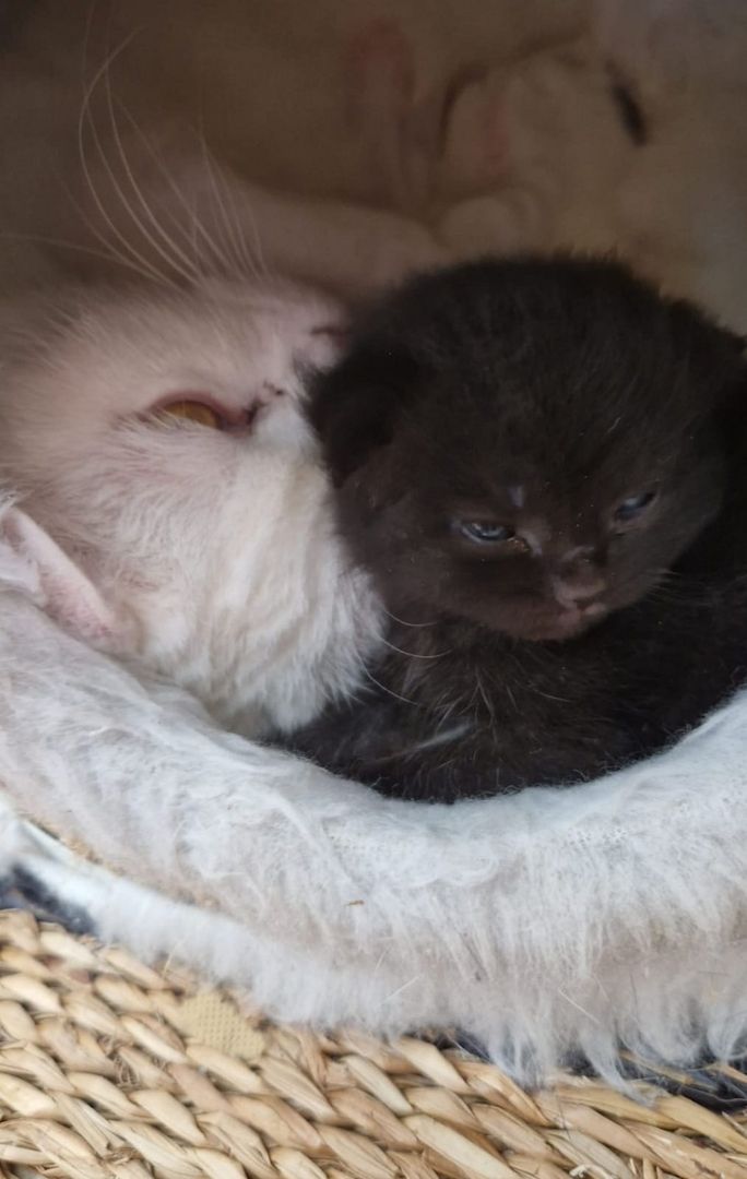 Britisch kurzhaar kitten