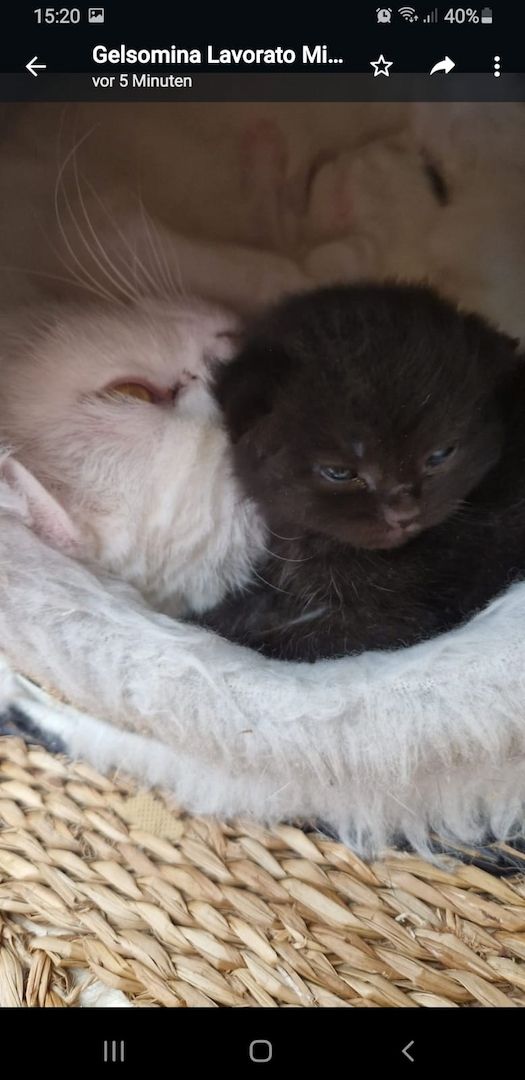 Britisch kurzhaar kitten