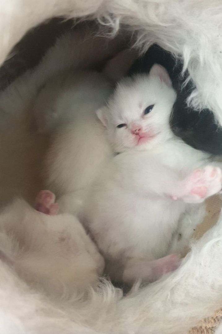 Britisch kurzhaar kitten