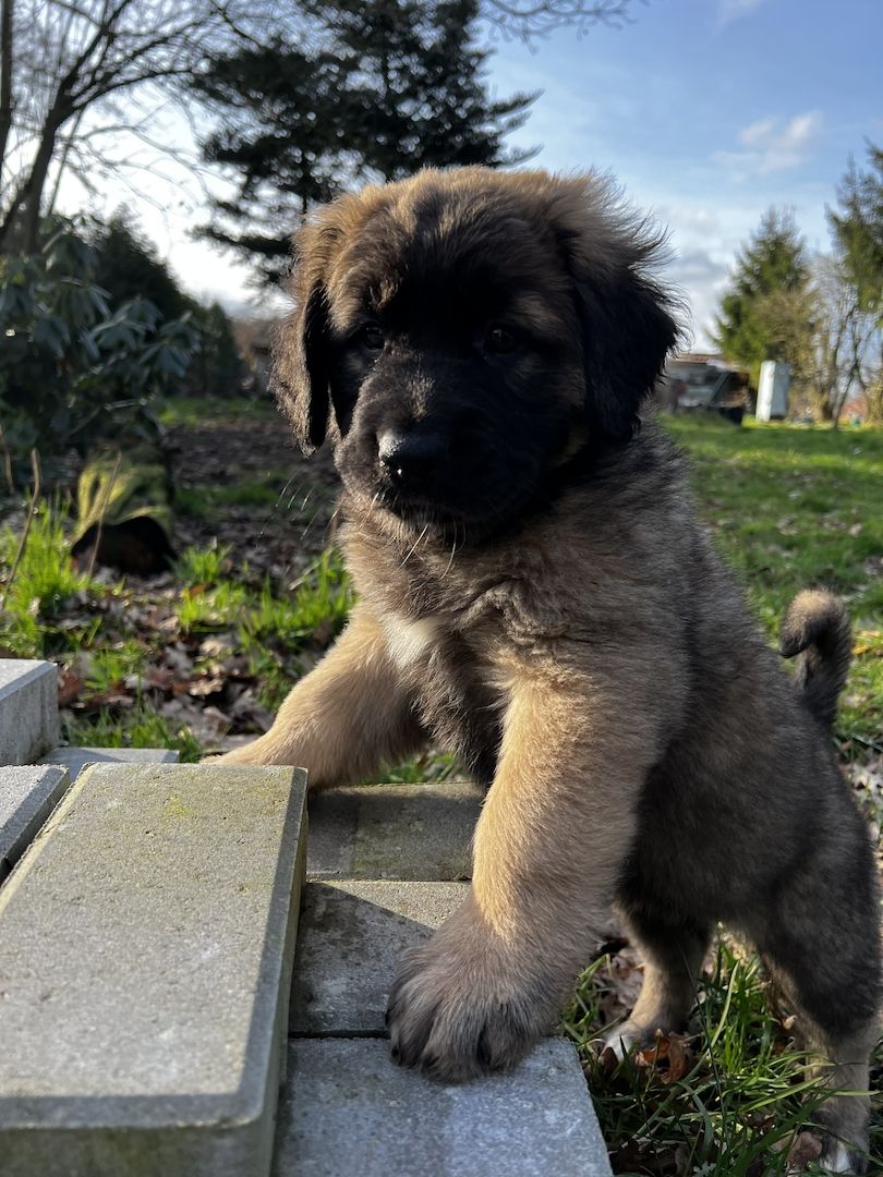 Süße Leonberger/Germanischer Bärenhund Hundewelpen