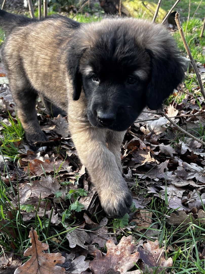Süße Leonberger/Germanischer Bärenhund Hundewelpen
