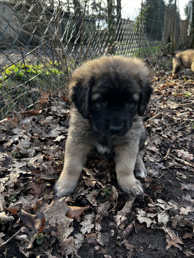 Süße Leonberger/Germanischer Bärenhund Hundewelpen