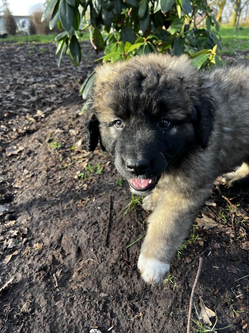 Süße Leonberger/Germanischer Bärenhund Hundewelpen