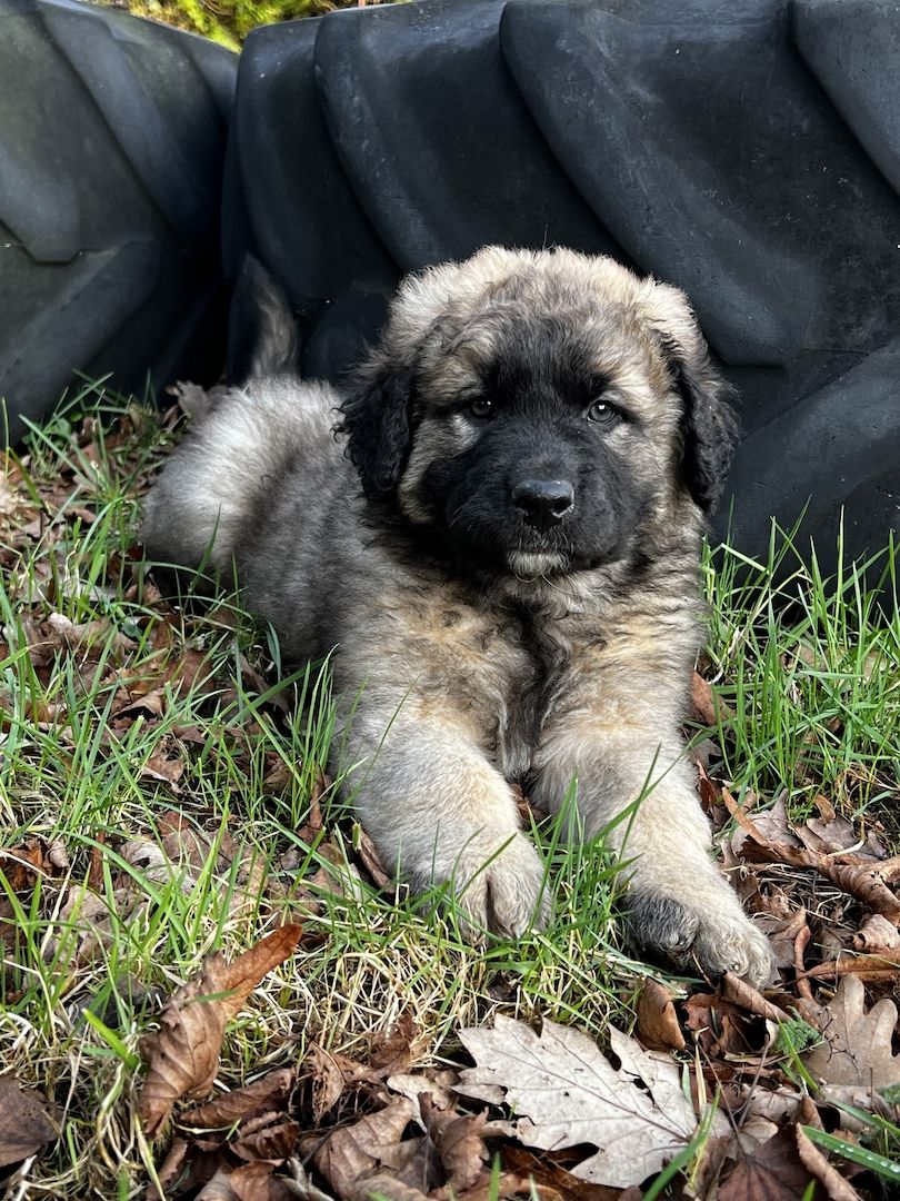 Süße Leonberger/Germanischer Bärenhund Hundewelpen