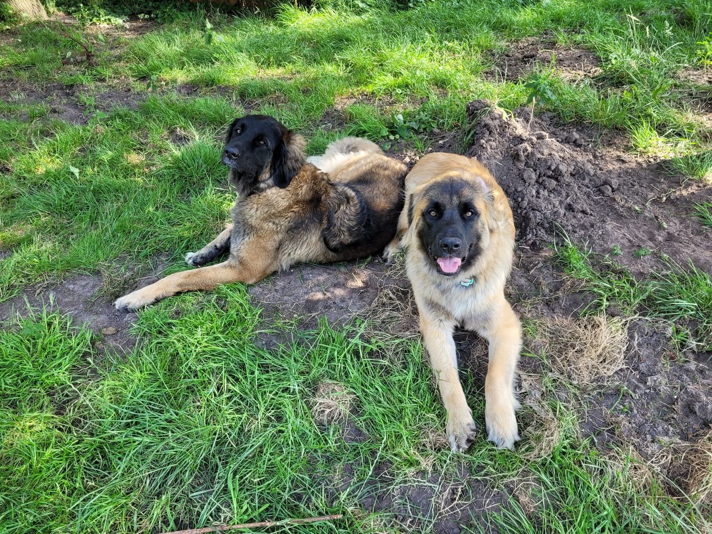 Süße Leonberger/Germanischer Bärenhund Hundewelpen